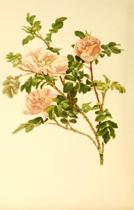 genusrosa1_0066