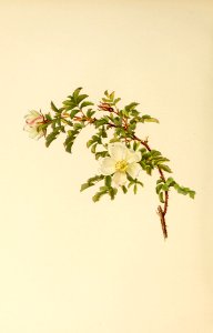 genusrosa1_0065
