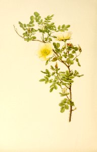 genusrosa1_0064