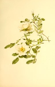genusrosa1_0063