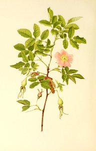 genusrosa1_0062