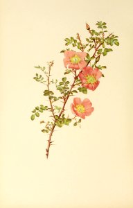 genusrosa1_0061