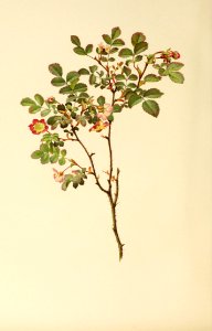 genusrosa1_0058