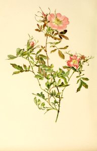 genusrosa1_0057