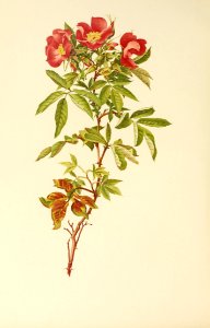 genusrosa1_0055