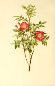 genusrosa1_0056