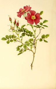 genusrosa1_0053