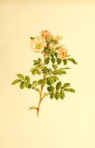 genusrosa1_0052