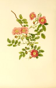 genusrosa1_0051