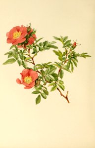 genusrosa1_0049