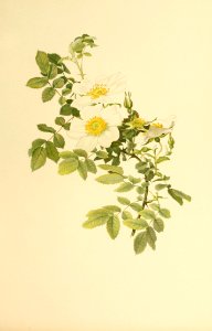 genusrosa1_0050