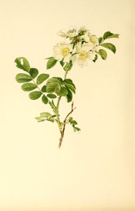 genusrosa1_0048