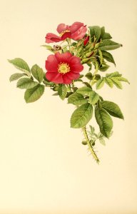 genusrosa1_0047