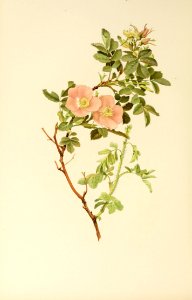 genusrosa1_0044