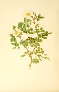 genusrosa1_0043