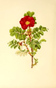 genusrosa1_0045