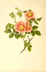 genusrosa1_0042