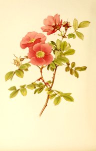 genusrosa1_0039