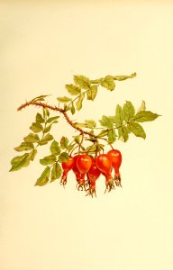 genusrosa1_0040