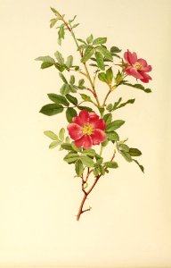 genusrosa1_0037