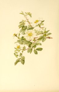 genusrosa1_0038