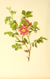 genusrosa1_0035