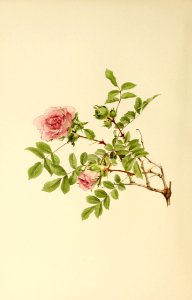genusrosa1_0034