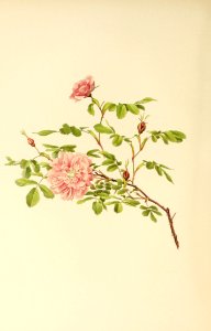 genusrosa1_0036