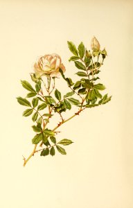 genusrosa1_0033
