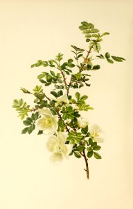 genusrosa1_0041