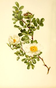 genusrosa1_0031