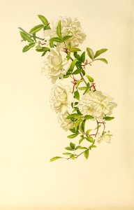 genusrosa1_0028