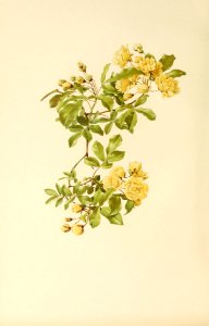 genusrosa1_0027