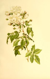 genusrosa1_0024