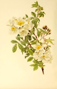genusrosa1_0023