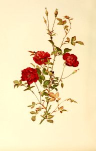 genusrosa1_0022