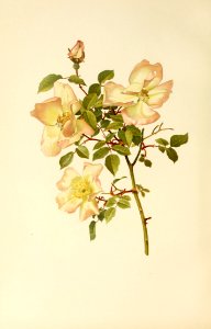 genusrosa1_0021