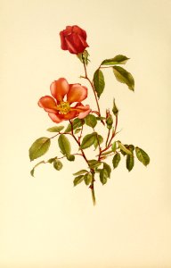 genusrosa1_0019