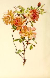 genusrosa1_0020