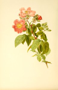 genusrosa1_0017