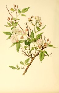 genusrosa1_0016