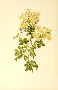 genusrosa1_0013
