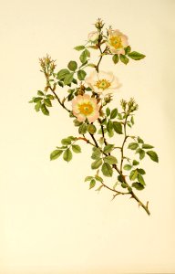 genusrosa1_0010