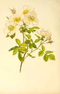 genusrosa1_0009