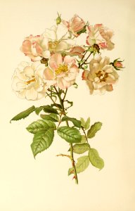 genusrosa1_0012