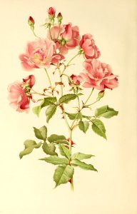 genusrosa1_0018