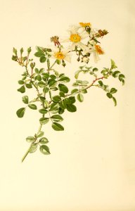 genusrosa1_0014