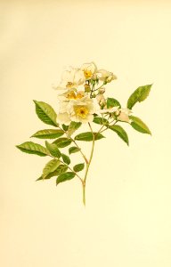 genusrosa1_0006