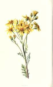familiarwildflow04_0030