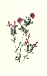 familiarwildflow04_0027